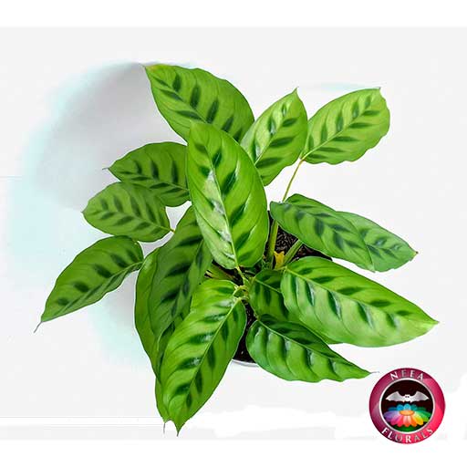 Planta mandamiento Calathea P-14 superior Neea Flora.